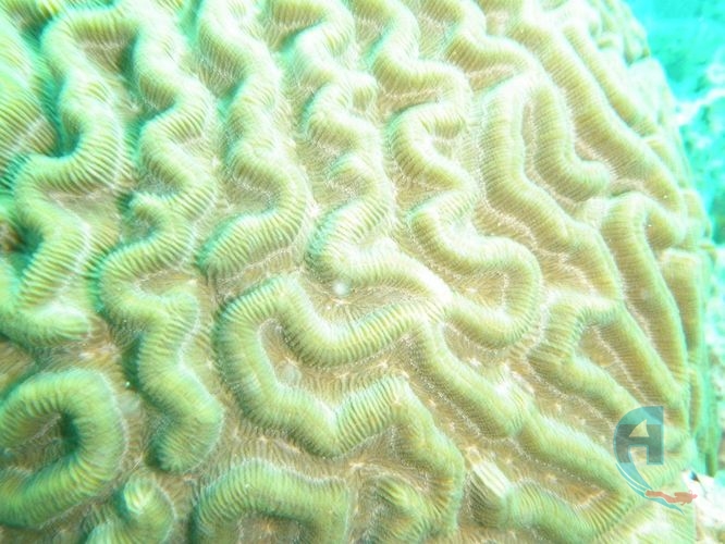 coral cerebro veracruz